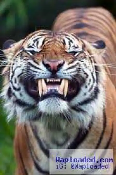 2 Tigers maul 2 women to death, injure 1 in Chinese wildlife park